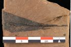 Foto (Detailansicht) von Sphaeria interpungens Heer (NHMW-GEO-2024-0188-0020)